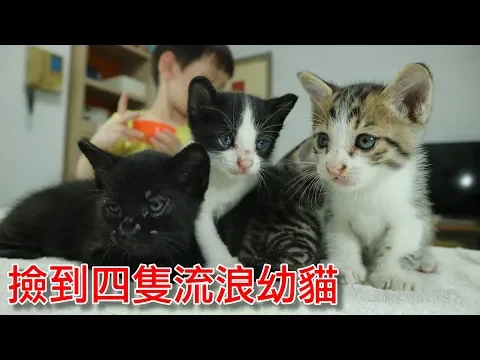 撿到了四隻流浪幼貓|想認養貓咪的快來帶我回家好嗎【 love tv小寶愛你笑】